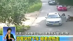 Seekor harimau menyeret turis wanita yang keluar dari mobilnya di taman safari Beijing, Tiongkok, 23 Juli 2016. Harimau itu menyerang begitu wanita tersebut keluar dari mobilnya setelah bertengkar dengan teman perjalanannya. (CCTV/via Reuters TV)