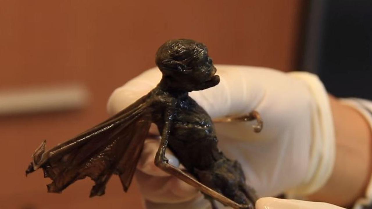 Penemuan Makhluk Misterius Bersayap, Wujud Peri Sebenarnya?