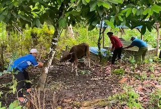 Suasana idul adha di Pulau Buru. (Liputan6.com/Lia Harahap)