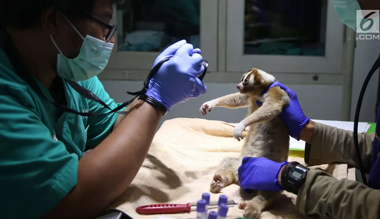 Yayasan International Animal Rescue Indonesia dalam kurun waktu 2016-2017 mendata sebanyak 2584 individu Kukang telah diambil paksa dari habitatnya. (Liputan6.com/Angga Yuniar)