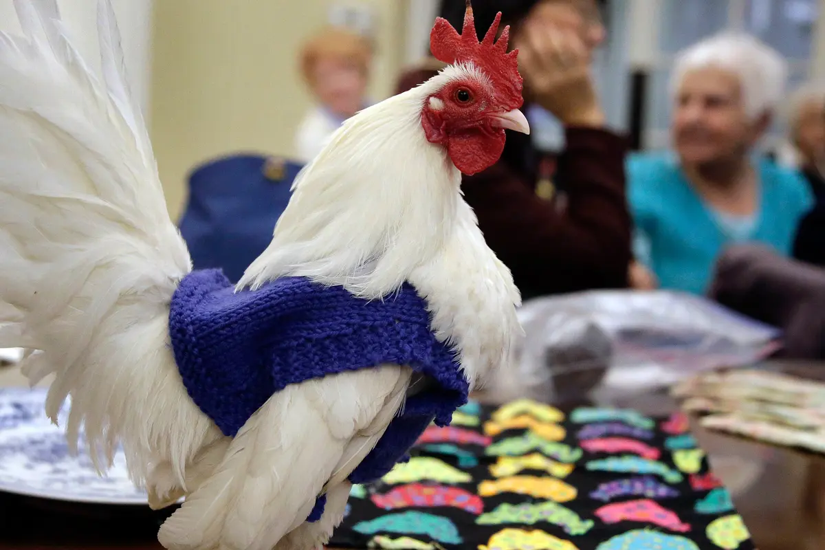 20170330-Wanita Ini Rajut Sweater Khusus Untuk Ayam-AP