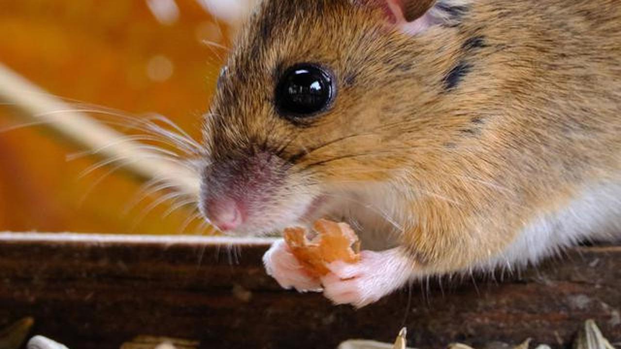 Cara Menabur Garam agar Tikus Tidak Kembali ke Rumah, Efektif dan Aman Dilakukan
