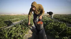 Seorang petani Palestina memetik buah stroberi saat panen di sebuah lapangan di Beit Lahia, Jalur Gaza, 4 Desember 2016. Menanam stroberi menjadi andalan warga Palestina untuk bertahan di tengah bombardir Israel. (MAHMUD HAMS/AFP)