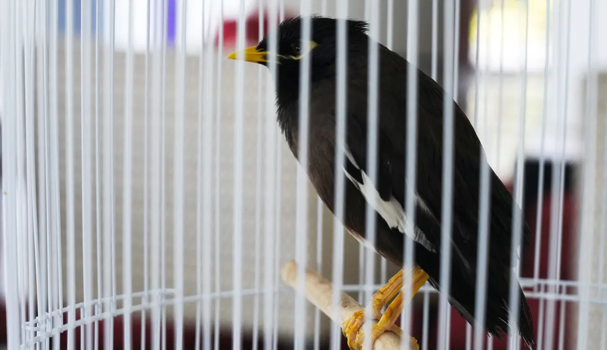 Juji, burung mynah berada di dalam sangkar di rumah duta besar Prancis di Abu Dhabi, Uni Emirat Arab (10/2021). Chatel mengatakan dia tersentuh oleh gadis kecil yang tiba " kelelahan "dan membawa burung itu di pangkalan udara Al-Dhafra selama evakuasi kacau dari Kabul. (AP Photo/Jon Gambrell)