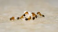 How to Kill Ants: 12 Chemical and Natural Ways to Try