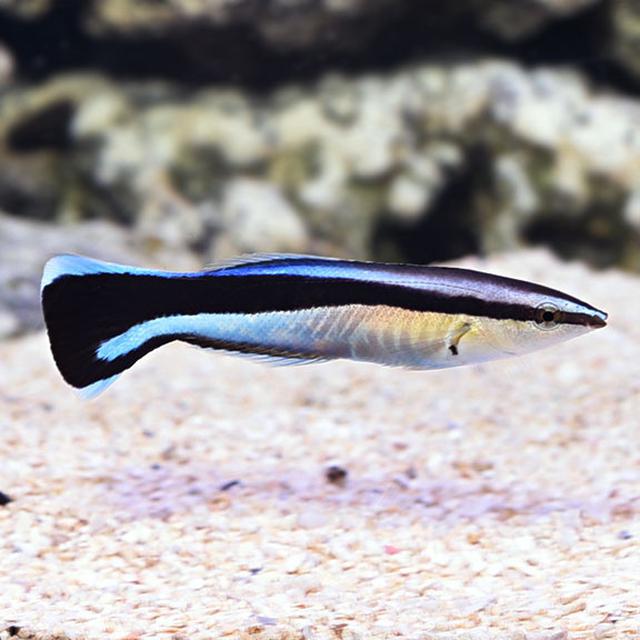 Cleaner Fish
