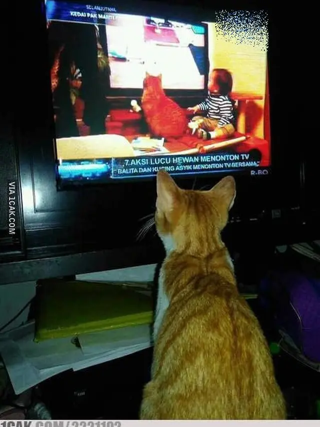 6 Potret Kucing Serius Nonton TV Ini Bikin Gemas Lihatnya