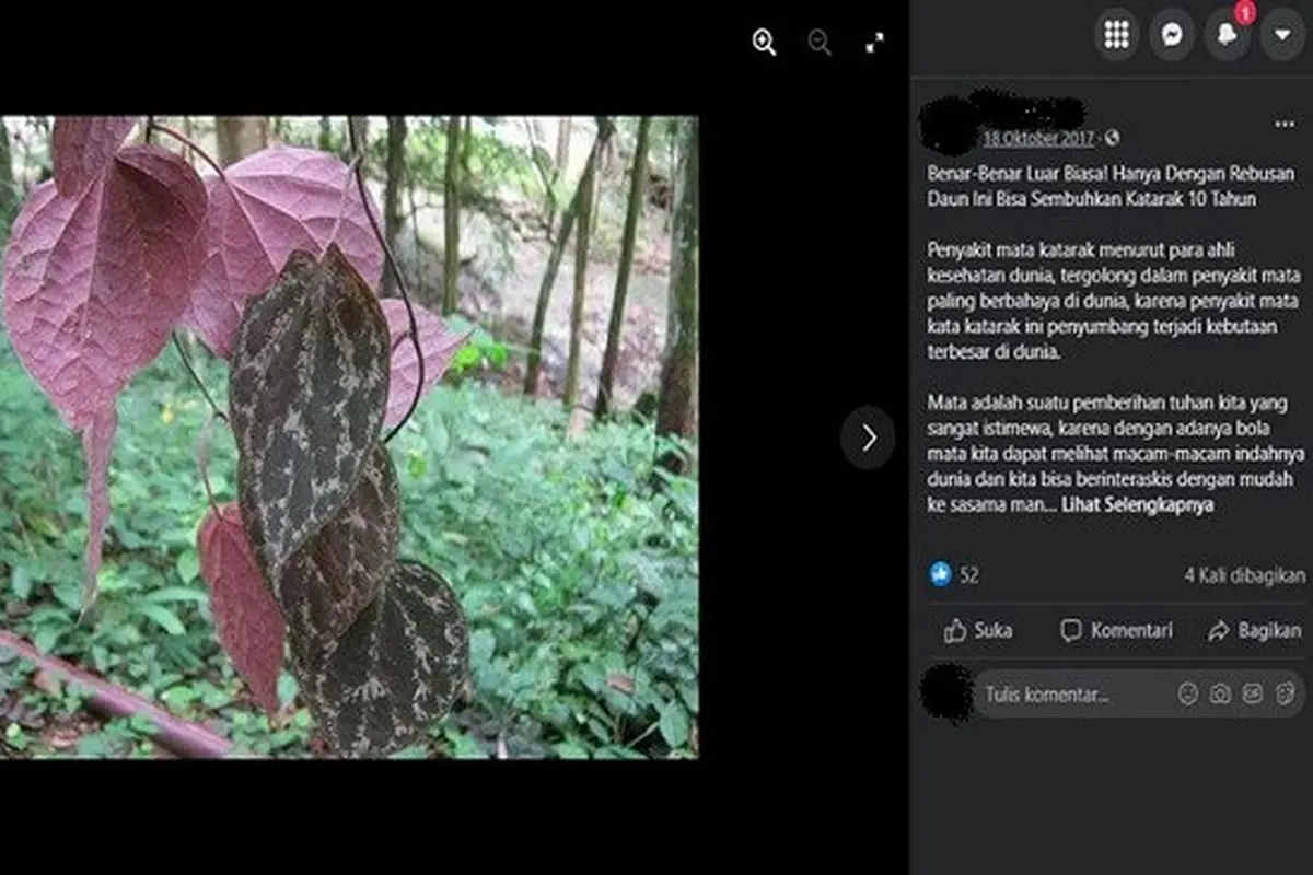 Gambar Tangkapan Layar Klaim Air Rebusan Daun Sirih Bisa Menyembuhkan Katarak (sumber: Facebook).