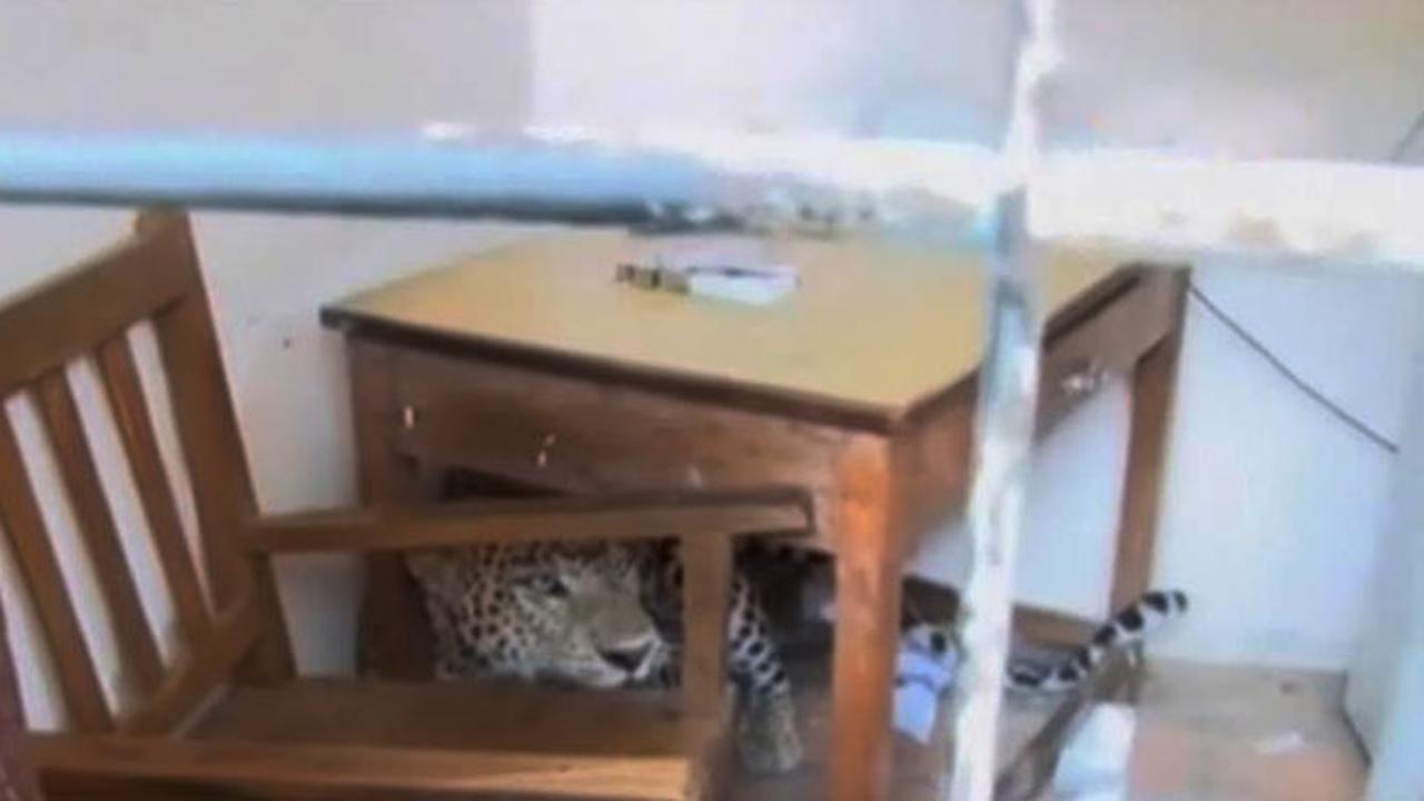 Macan Tutul Masuk Sekolah di India, 3 Orang Terluka