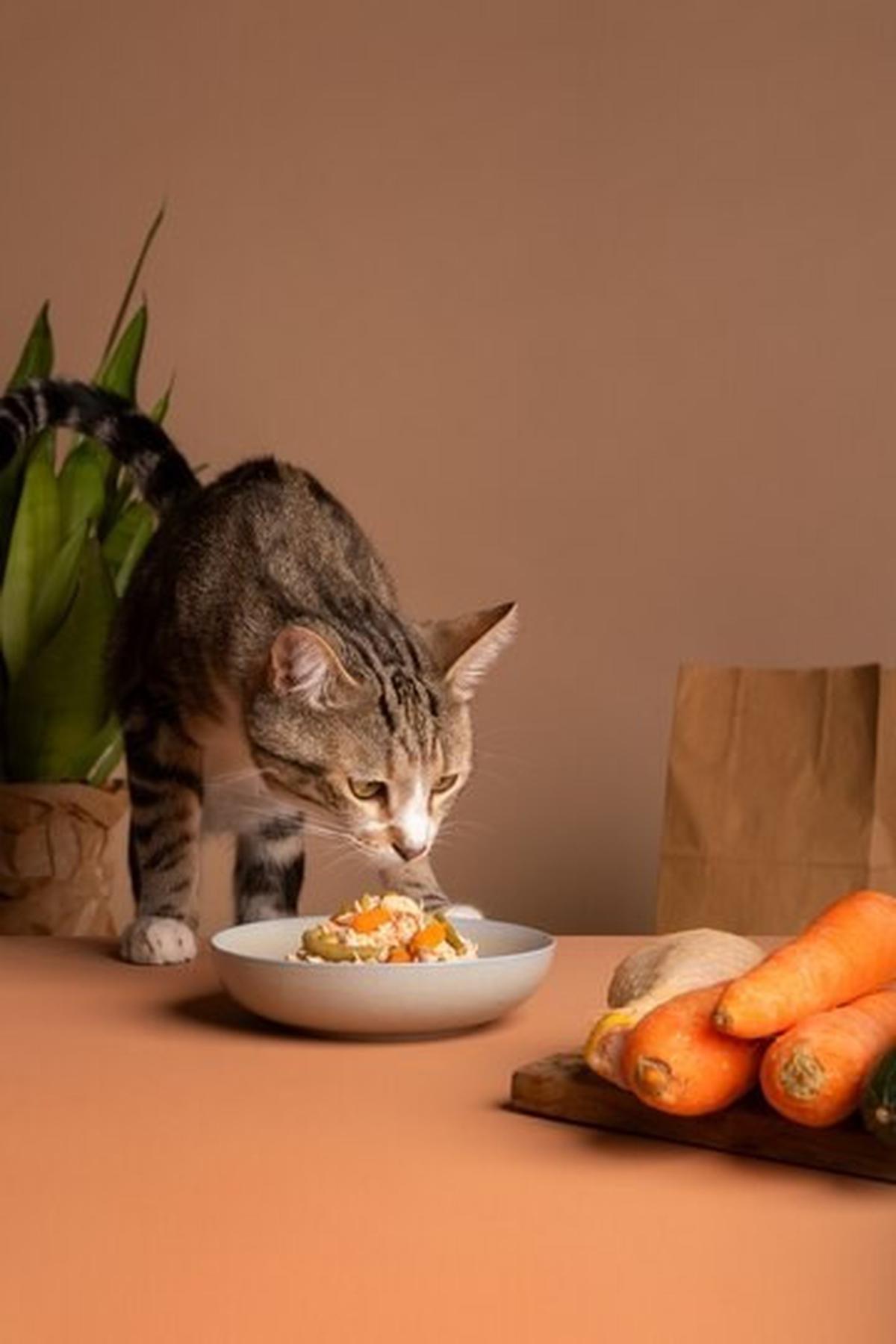Kucing Makan