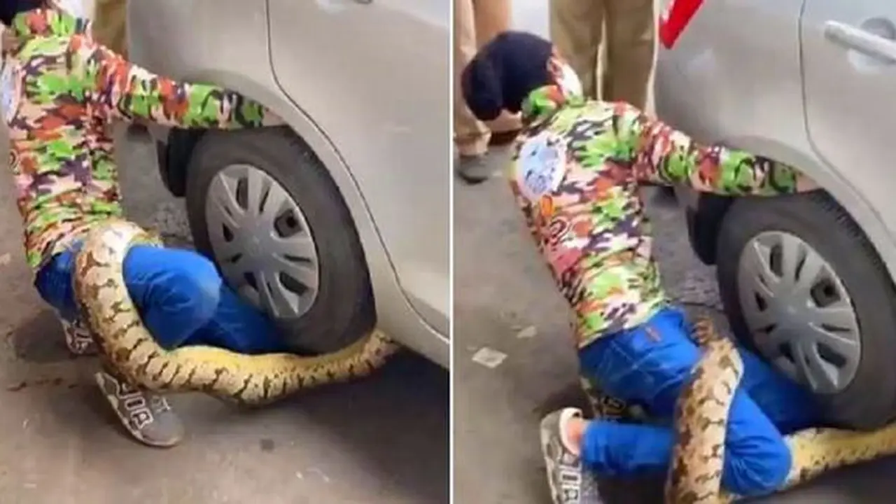 Ular piton melilit roda mobil