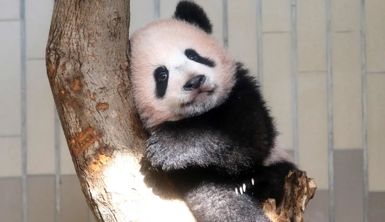 Panda Xiang Xiang berada di batang pohon saat bermain di kandangnya di Kebun Binatang Ueno di Tokyo, Jepang (18/12). Xiang Xiang yang lahir 6 bulan yang lalu di Jepang mulai diperlihatkan pada tanggal 18 Desember 2017. (AFP Photo/Yoshikazu Tsuno)