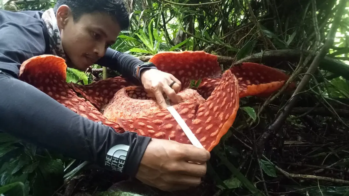 Berita bunga langka sumbar Hari Ini - Kabar Terbaru Terkini | Liputan6.com