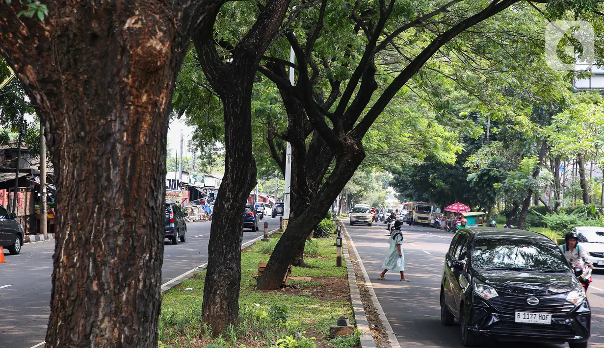 Pemangkasan hingga penebangan terhadap sejumlah pohon tua di Jakarta menjadi salah satu bagian pemeliharaan dan perawatan pohon. (Liputan6.com/Angga Yuniar)