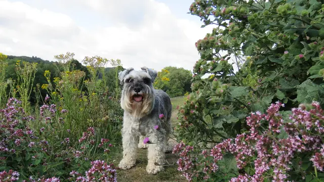 Miniatur Schnauzer