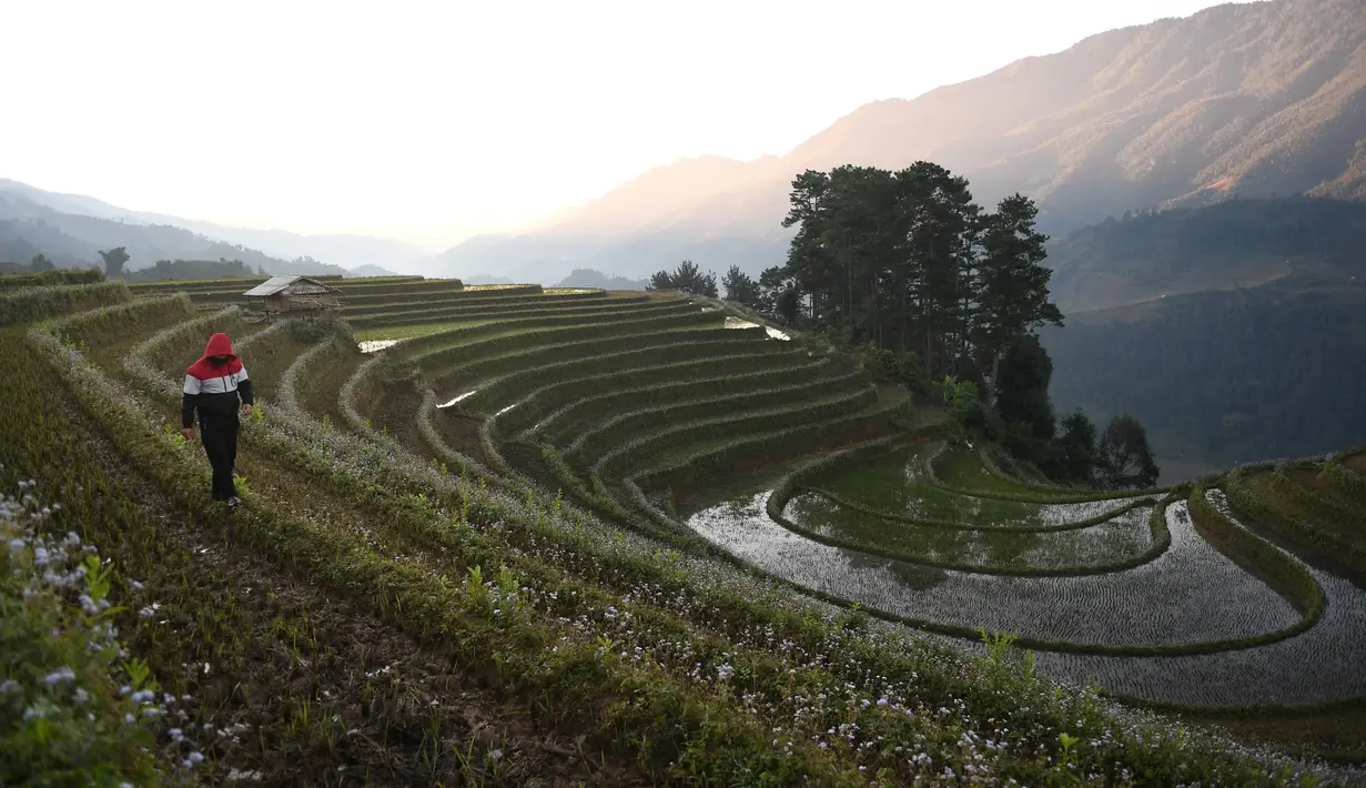 Seorang pria etnis Hmong berjalan di sawah terasering di provinsi Yen Bai, Vietnam pada 28 November 2021. Terletak 300 km barat laut Hanoi, distrik Mu Cang Chai di Provinsi Yen Bai utara, sawah terasering telah menjadi destinasi wisata populer turis asing dan lokal sebelum pandemi. (Nhac NGUYEN/AFP)