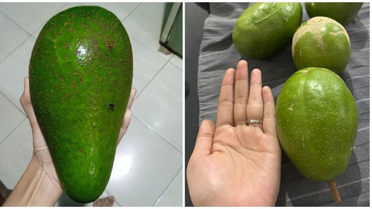 6 Potret Buah Ukuran Jumbo yang Ditemukan Netizen,