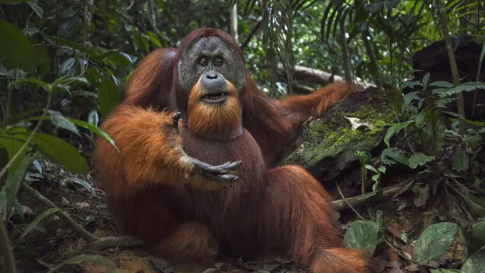 17 Hewan Ini Diambang Kepunahan