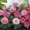 12 Bunga Warna Pink Kecil yang Cantik dan Mudah Dirawat untuk Taman Rumah