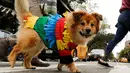 Seekor anjing berkostum seperti pinata saat ikut ambil bagian dalam parade Halloween Dog di Tompkins Square Park Manhattan, New York, Sabtu (22/10). Parade Anjing Halloween merupakan salah satu dalam acara tahunan Tompkins Square. (REUTERS/Eduardo Munoz)