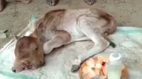 Lahir Berkepala 2 dan Bermata 3, Anak Sapi Gemparkan Warga