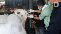 Pemeriksaan kesehatan hewan dilakukan guna memastikan ternak sapi yang diperjualbelikan untuk hewan kurban pada Idul Adha nanti dalam kondisi sehat, layak disembelih dan tidak memiliki penyakit bawaan yang bisa menular pada manusia. (merdeka.com/Arie Basuki)
