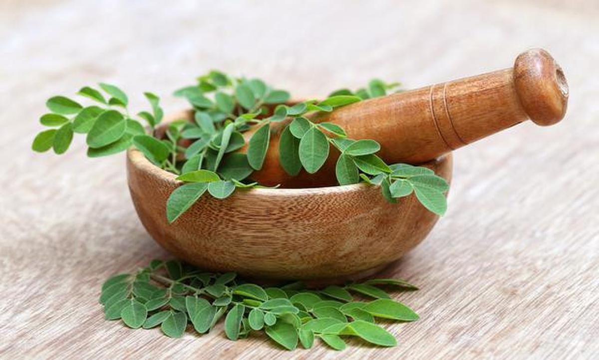 Trik Mengolah Daun Kelor agar Tidak Langu dan Lebih Nikmat