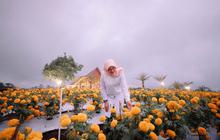 Yuk Nikmati Wisata Lengkap di Sepekan Agrowisata Tamansuruh Banyuwangi