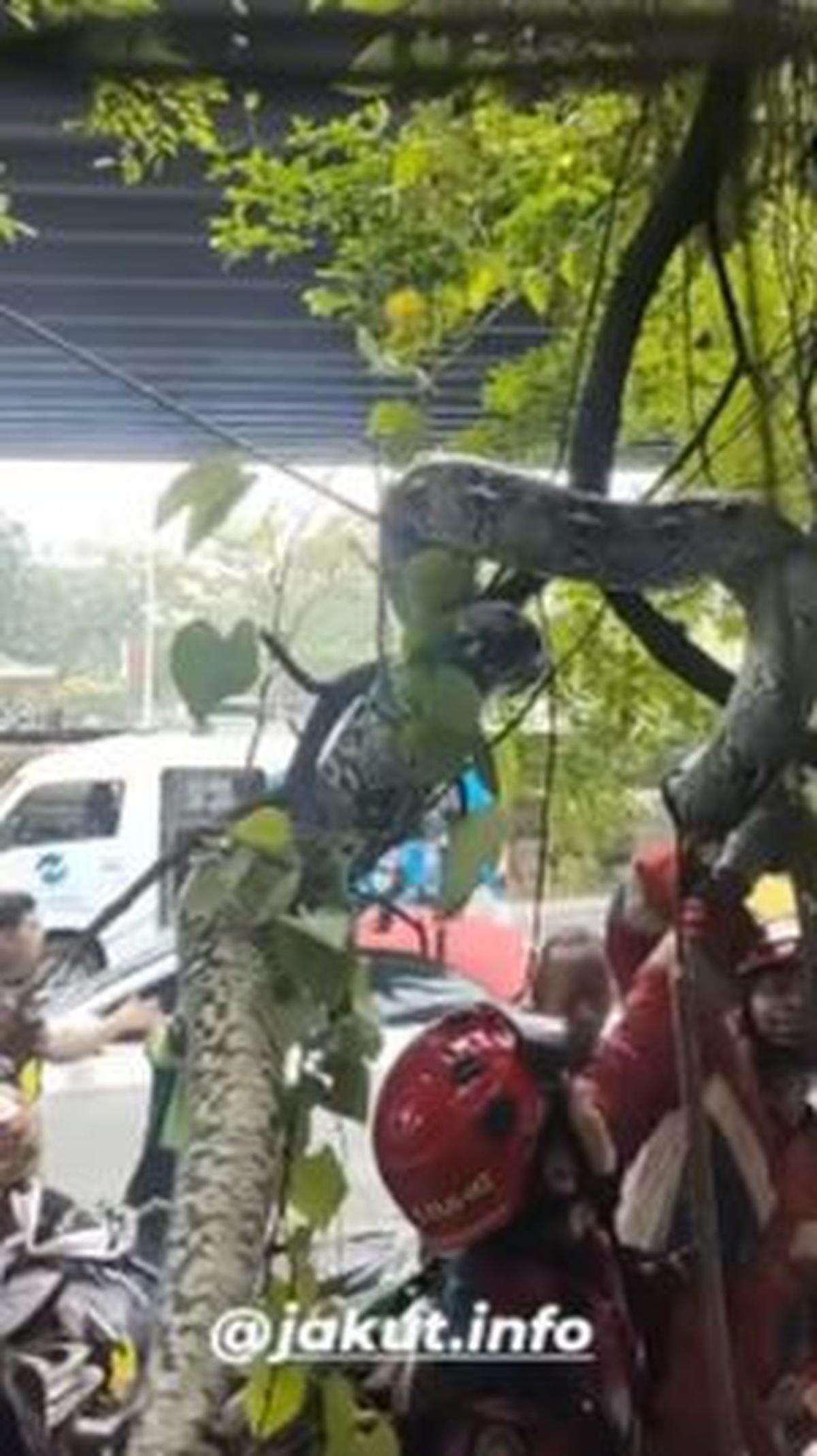 <i>"Ular jenis piton yang melilit pohon membuat geger pengguna jalan di Jalan Yos Sudarso Kav 33 Tanjung Priok. <br><br>Ular itu akhirnya bisa diamankan Damkar Tanjung Priok," tulis keterangan unggahan. </i>
