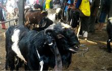 Harga Kambing Kurban Idul Adha 2025, dari Termurah hingga Termahal!