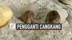 Beberapa ekor kelomang atau umang-umang menggunakan tutup botol plastik sebagai pengganti cangkang. Momen ini berhasil direkam kamera warga saat kelomang berjalan di sekitar pulau Ngai, Krabi, Thailand.
