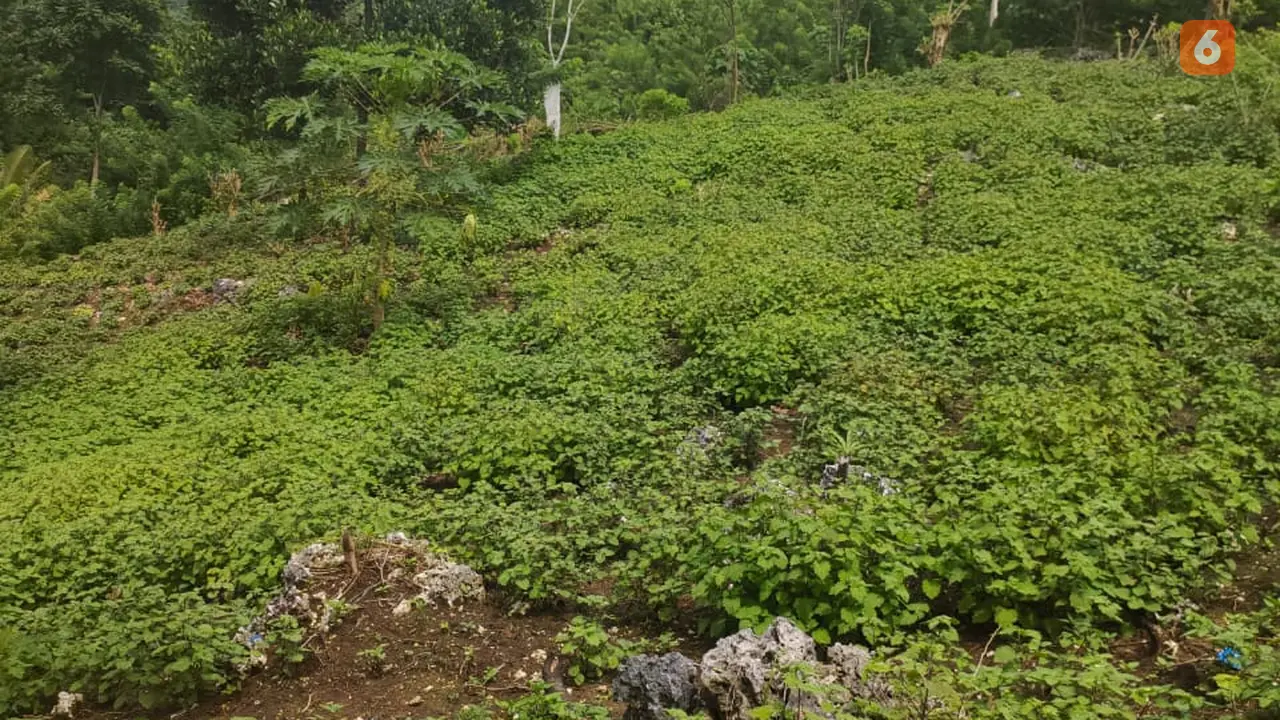 Kebun tanaman Nilam milik warga di Kabupaten Tojo Unauna