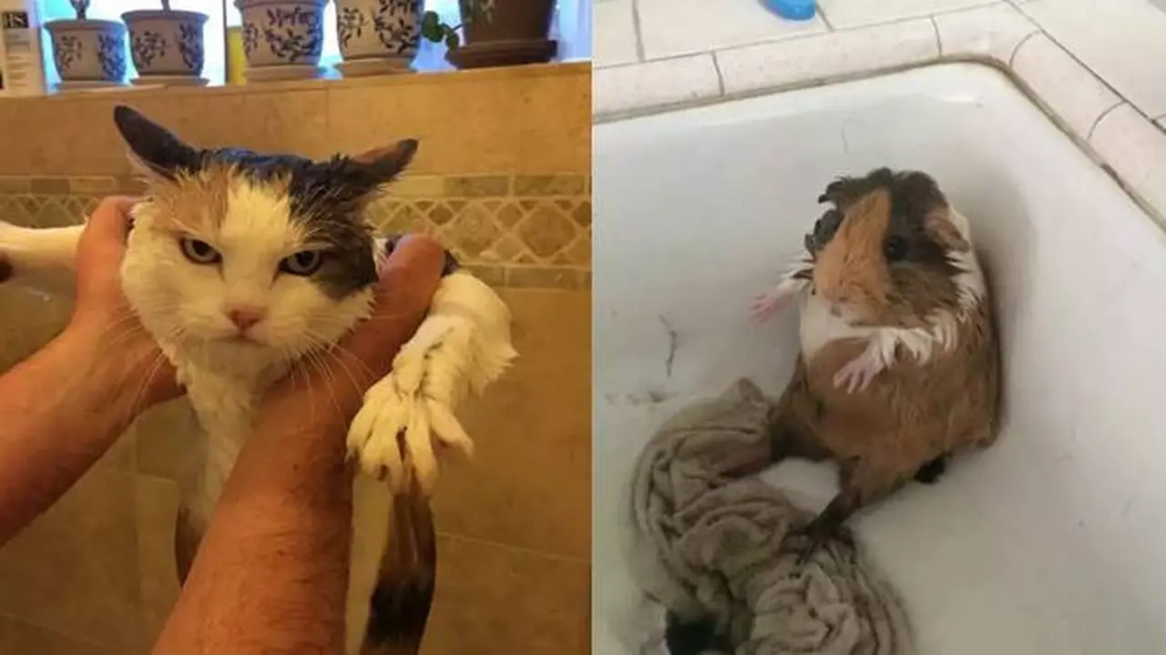 8 Potret Kocak Hewan Peliharaan Waktu Dimandikan Ini Ekspresinya Bikin Kasihan