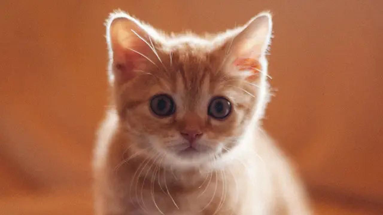 Panduan Tepat Memberi Makan Anak Kucing Sesuai Usia, Ketahui Seberapa Banyak Kebutuhannya