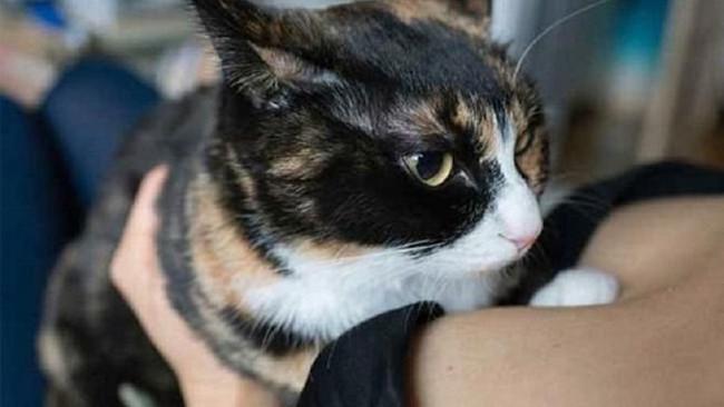 600 Koleksi Gambar Kucing Untuk Membuat Kolase Terbaru