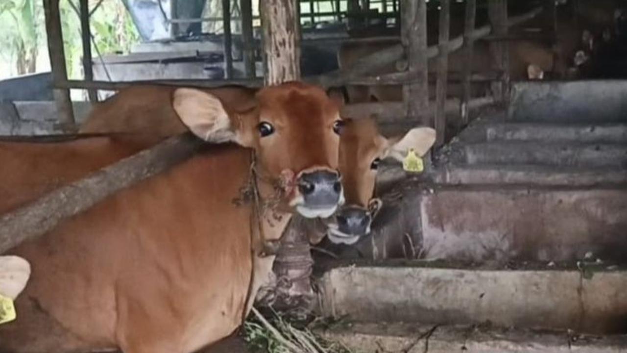Diam-Diam Pemerintah Bakal Impor 2 Juta Ekor Sapi