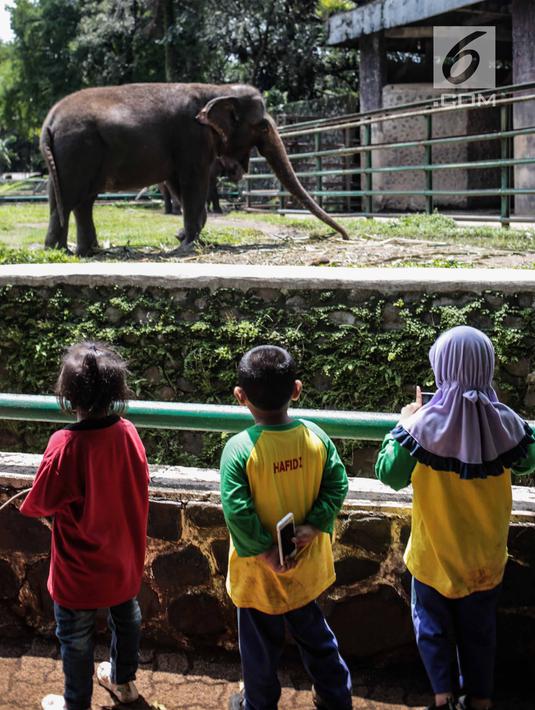 Sejumlah anak TK melihat gajah di Taman Marga Satwa Ragunan, Jakarta, Kamis (13/12). Kegiatan tersebut untuk mengajarkan anak-anak untuk lebih mengenal binatang-binatang. (Liputan6.com/Faizal Fanani)