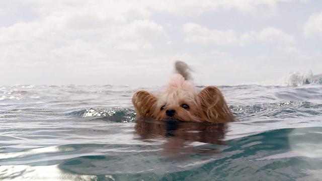 Pippin dalam The Meg  (Warner Bros)