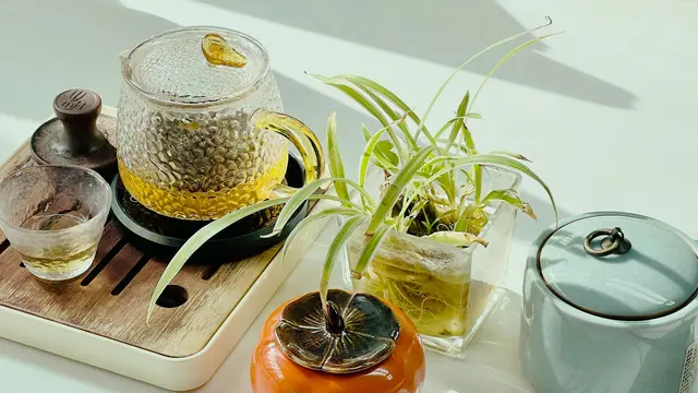 Lili Paris (Spider Plant)