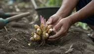Cara Menanam Lengkuas agar Cepat Bertunas, Panduan Lengkap dari Pemilihan Bibit hingga Perawatan