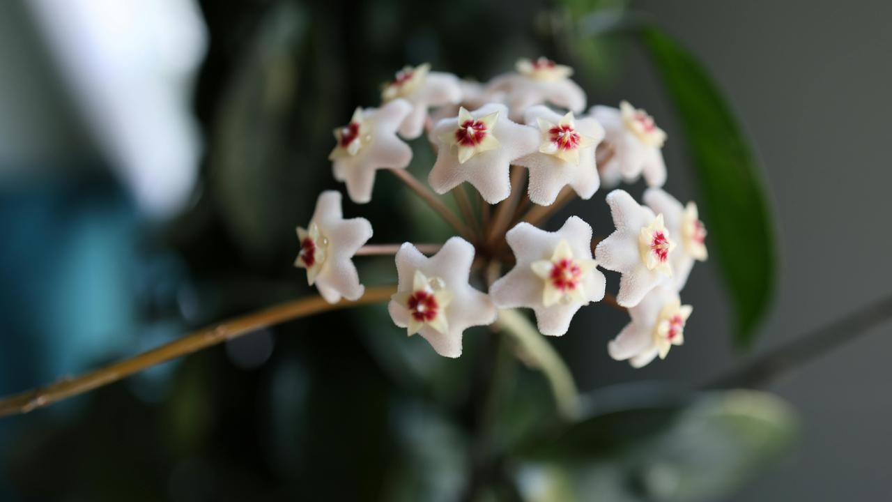 Hoya Carnosa