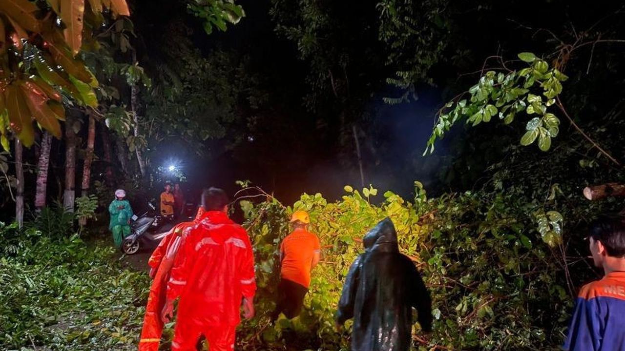 Penanganan Pohon Tumbang Pacitan: BPBD Sigap Atasi Dampak Cuaca Ekstrem