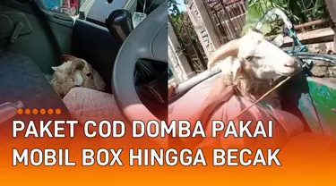 aksi seorang kurir berjuang untuk mengantarkan paket COD domba menarik perhatian netizen.