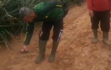 KSDA Lampung Pastikan Jejak Harimau Sumatera Ditemukan di Kebun Nanas
