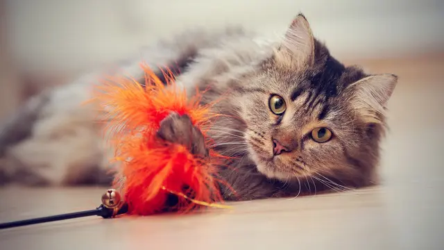 Stop Khawatir, Ini Tanda Kucing Rumahan Benar-Benar Bahagia