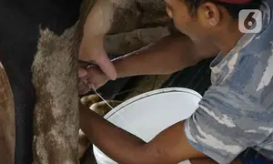 Pekerja memerah susu sapi di salah satu peternakan sapi perah kawasan Duren Tiga, Jakarta, Rabu (25/5/2022). Perternakan sapi perah di tempat tersebut selalu rutin menjaga kesehatan sapi dengan mendatangkan dokter. Dan saat ini harga susu dijual Rp 11.000 per liter. (Liputan6.com/Herman Zakharia)