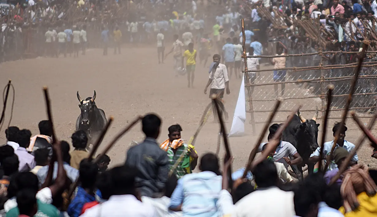 Suasana saat Festival Jallikattu di Desa Palamedu, India, Kamis (9/2). Berbeda dengan tradisi Spanyol yang bertarung dengan banteng, Jallikattu tidak membunuh binatang tersebut, hanya menjinakkan. (AFP PHOTO / ARUN Sankar)
