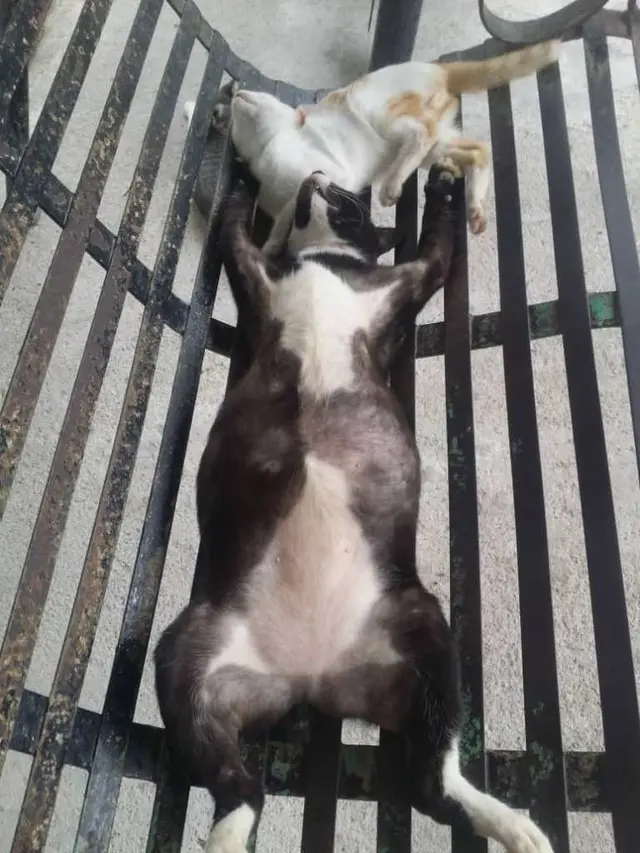 7 Potret Kucing Tidur dengan Pose Tak Wajar, Bikin Encok Lihatnya