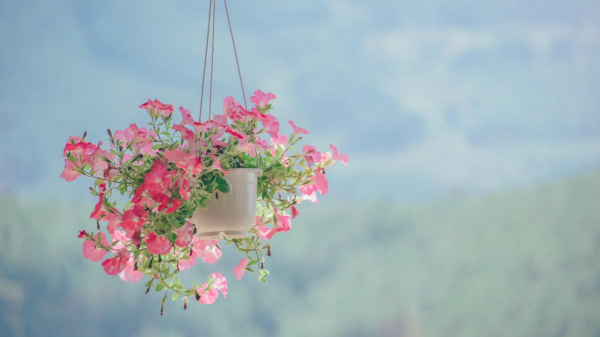 10 Tanaman Hias Berbunga yang Cocok Ditanam di Pot Rumah, Mudah Dirawat untuk Mempercantik Hunian