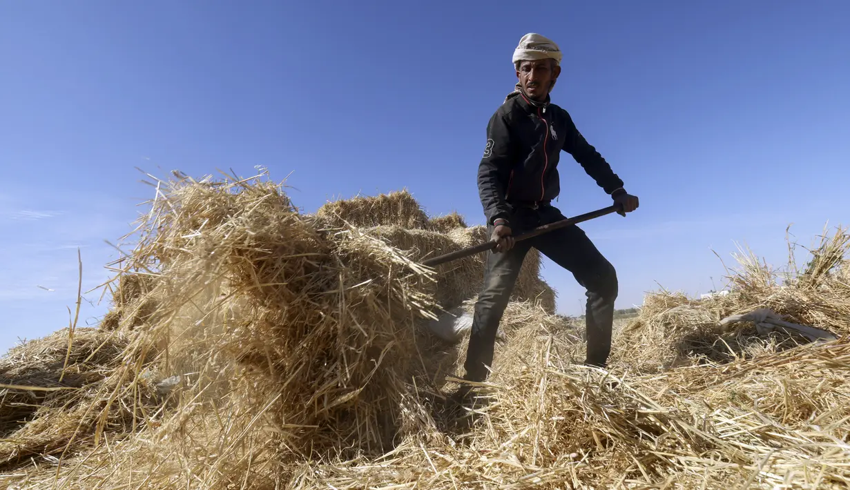 <p>Seorang petani mengambil bagian dalam panen gandum tahunan di sebuah ladang di Rafah, Jalur Gaza, Palestina, Minggu (8/5/2022). (SAID KHATIB/AFP)</p>
